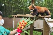 熊猫吃柠檬的景点叫什么(熊猫吃的是啥)