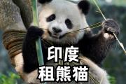 熊猫吃柠檬的景点叫什么(熊猫吃的食物是什么?)