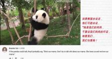 熊猫吃柠檬的景点叫什么(熊猫吃哪些小动物)