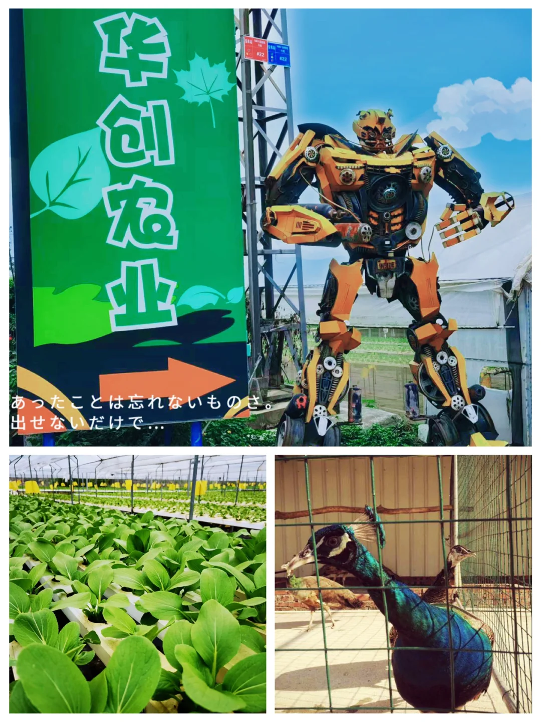 坦洲走什么景点好玩(坦洲哪里好玩的景点)