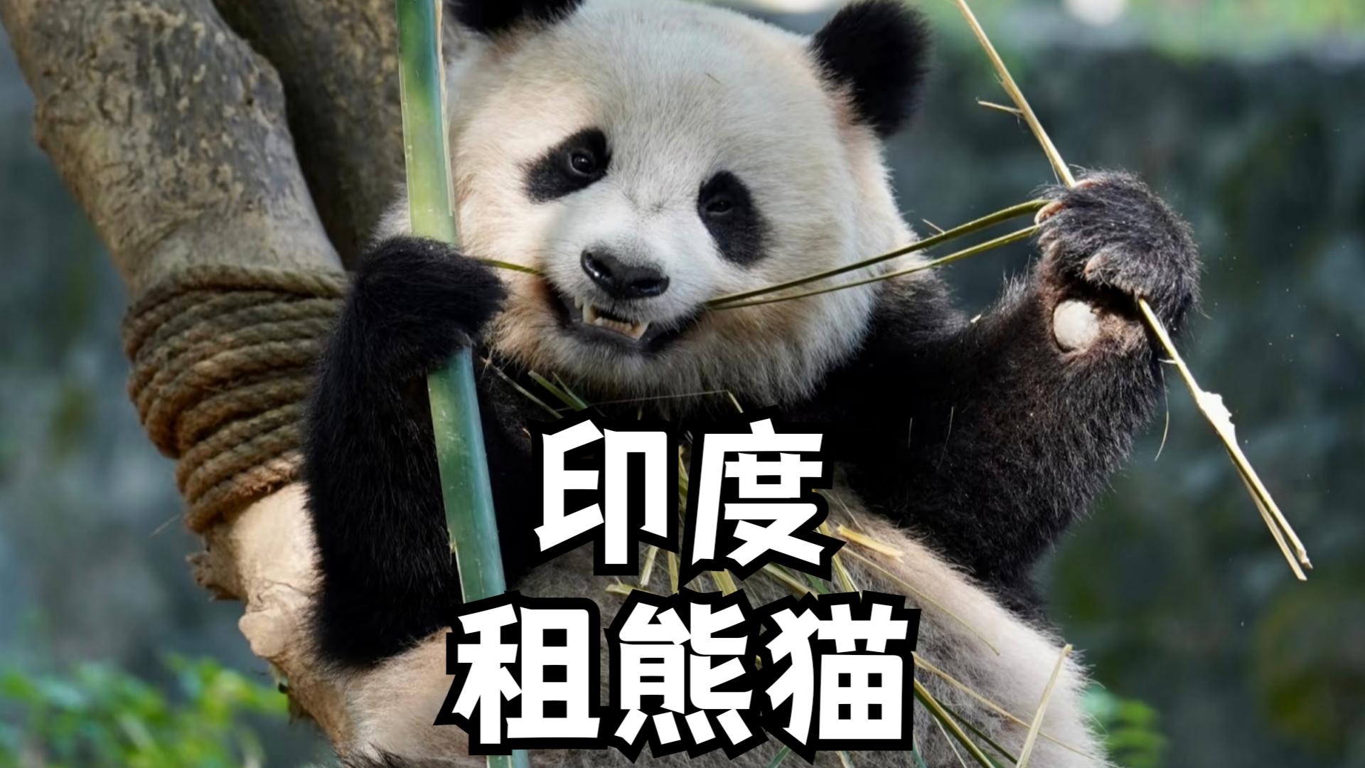 熊猫吃柠檬的景点叫什么(大熊猫吃的什么就像啃甘蔗一样咔嚓咔嚓的)